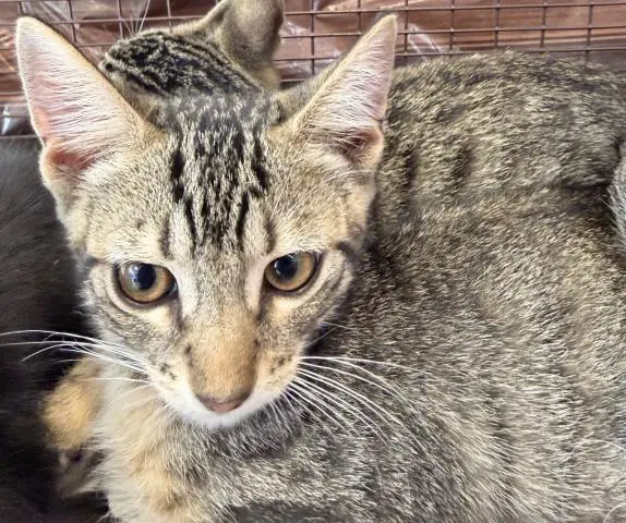 Unknown - Domestic Short Hair