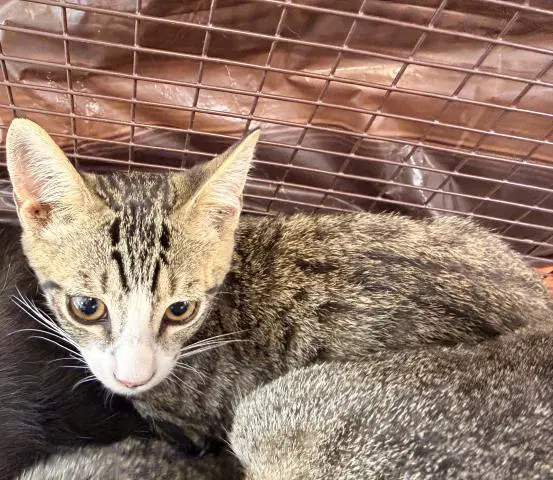 Unknown - Domestic Short Hair