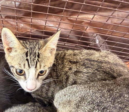 ZUKO, a cat for adoption from Harbor Animal Care and Control Center