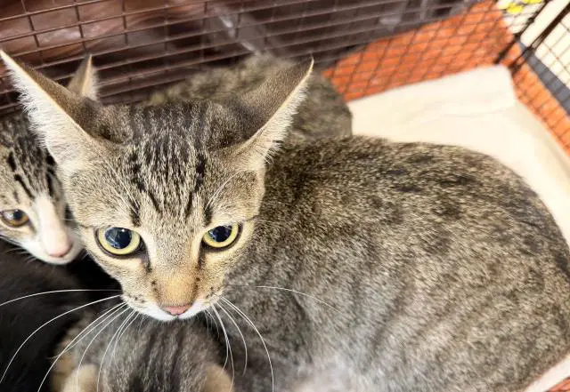Mom - Domestic Short Hair