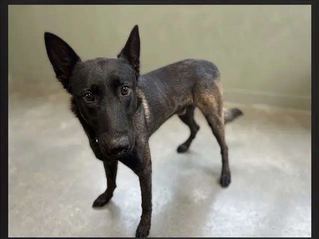 Shadow - Belgian Shepherd Malinois