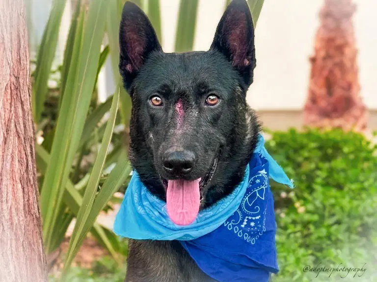 Shadow - Belgian Shepherd Malinois