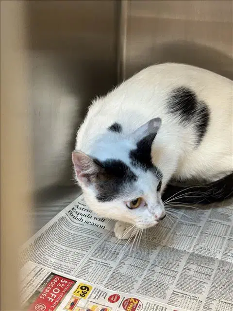 Sid - Domestic Medium Hair