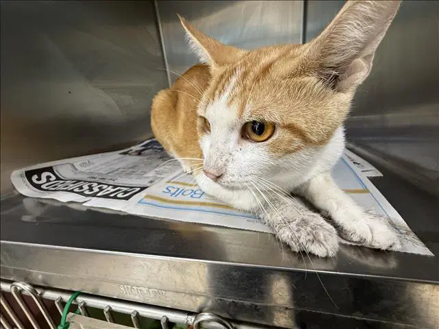 Ginger - Domestic Medium Hair
