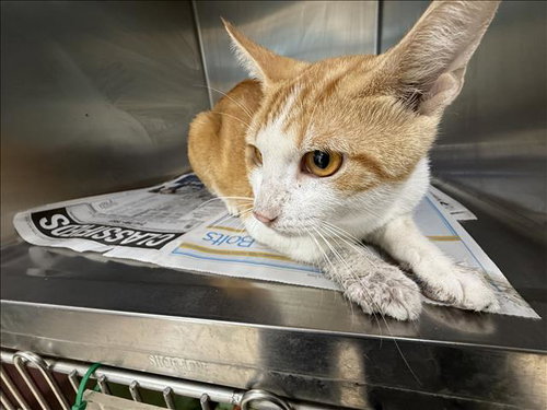 GINGER, a cat for adoption from Harbor Animal Care and Control Center