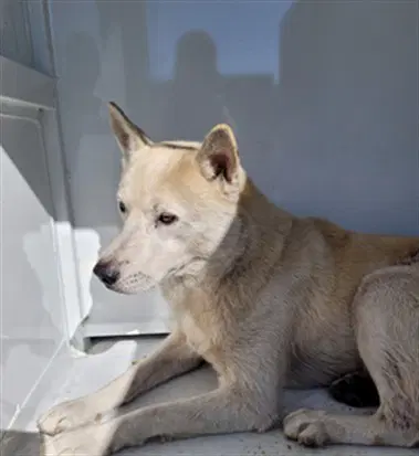 Cyrus - Siberian Husky