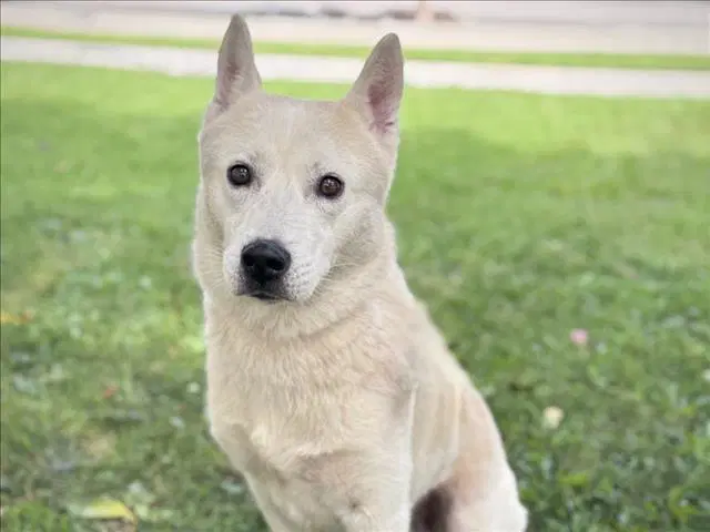Cyrus - Siberian Husky