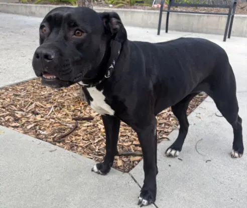 Lulu - Pit Bull Terrier