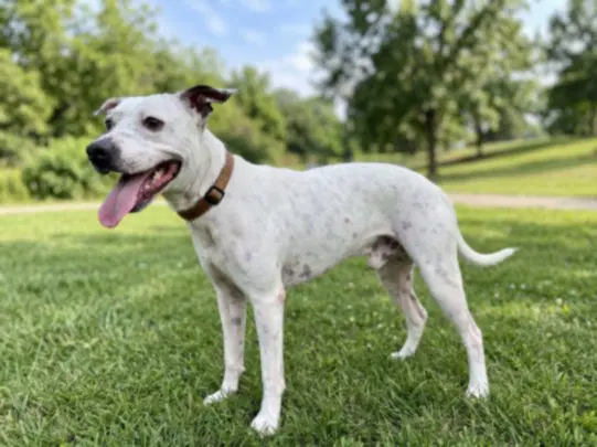 Boomer - Pit Bull Terrier