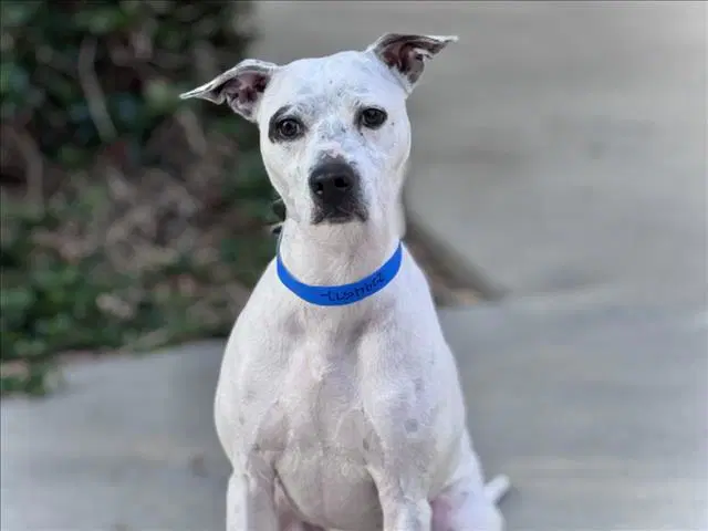 Boomer - Pit Bull Terrier