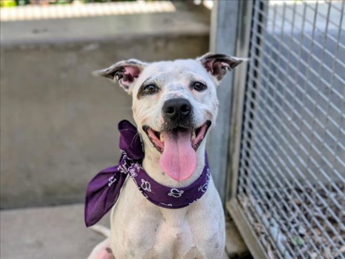 Boomer, Pit Bull Terrier / Mixed (medium coat)