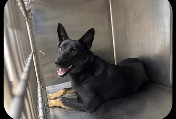 Rachel - German Shepherd Dog