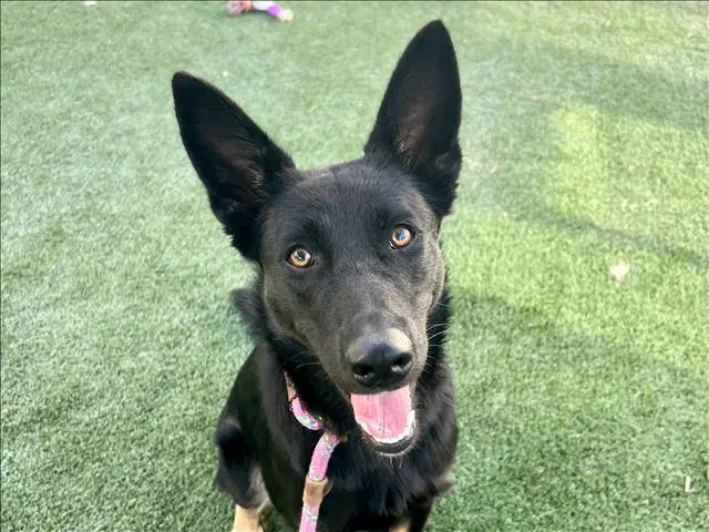 Rachel - German Shepherd Dog