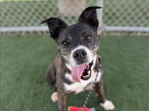 LUCY, a dog for adoption from Harbor Animal Care and Control Center