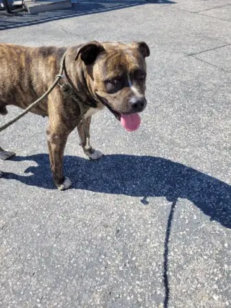 Tommy - Pit Bull Terrier