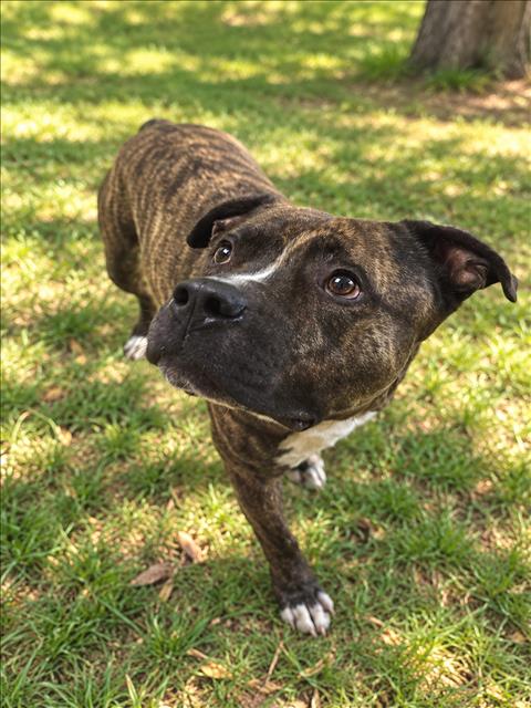 TOMMY, a dog for adoption from Harbor Animal Care and Control Center