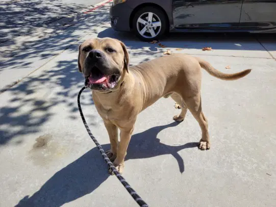 Bentley - Mastiff