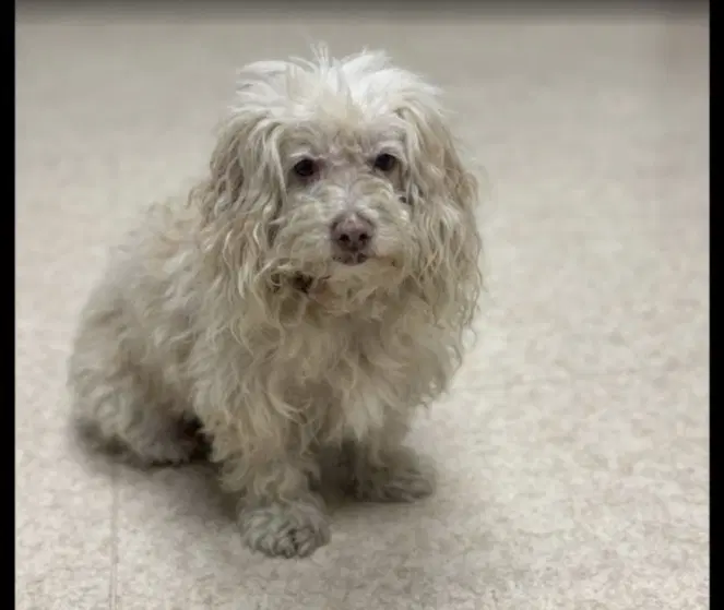 Jasper - Poodle (Toy)