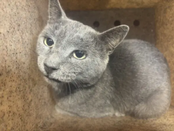 Unknown - Domestic Short Hair
