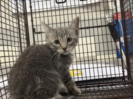 Fiesta - Domestic Short Hair