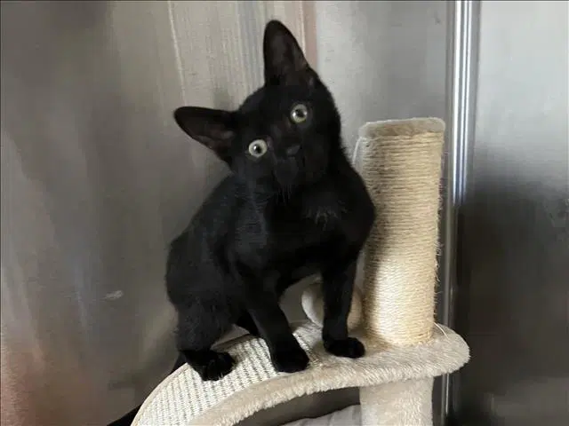 Unknown - Domestic Short Hair