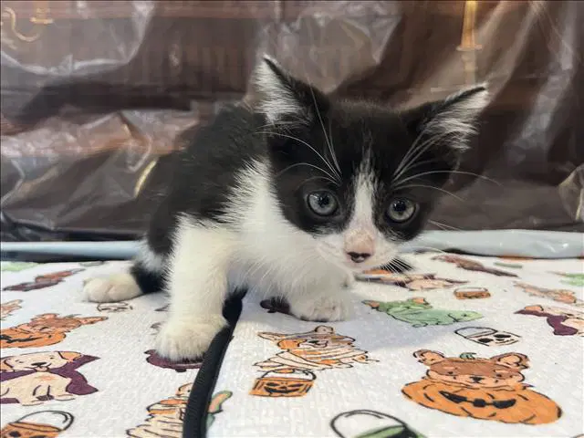 Romeo - Domestic Short Hair