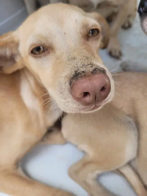 Jolene - Chihuahua