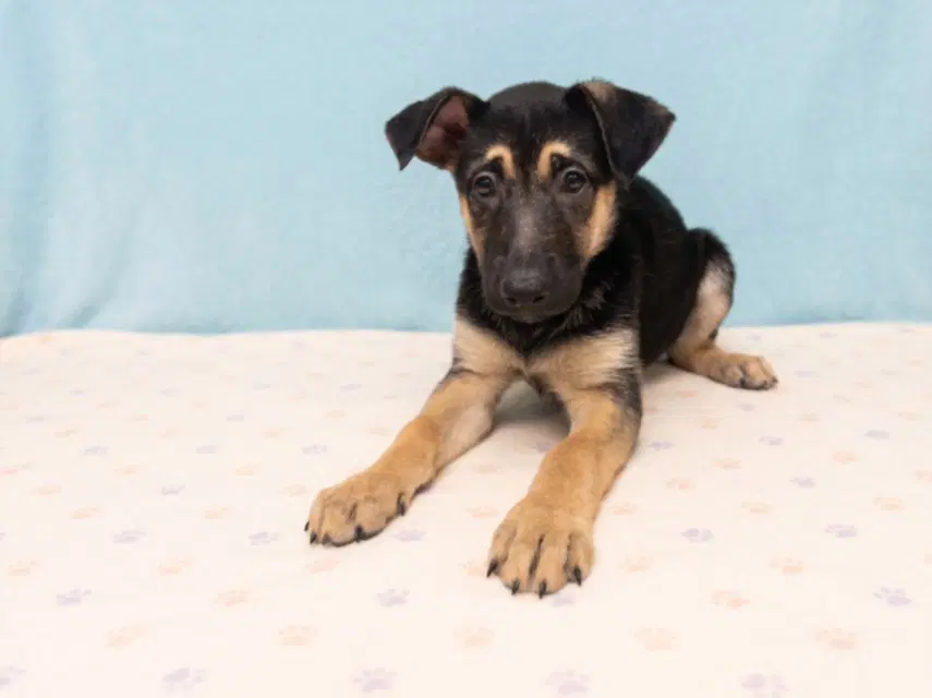 Winnie - German Shepherd Dog