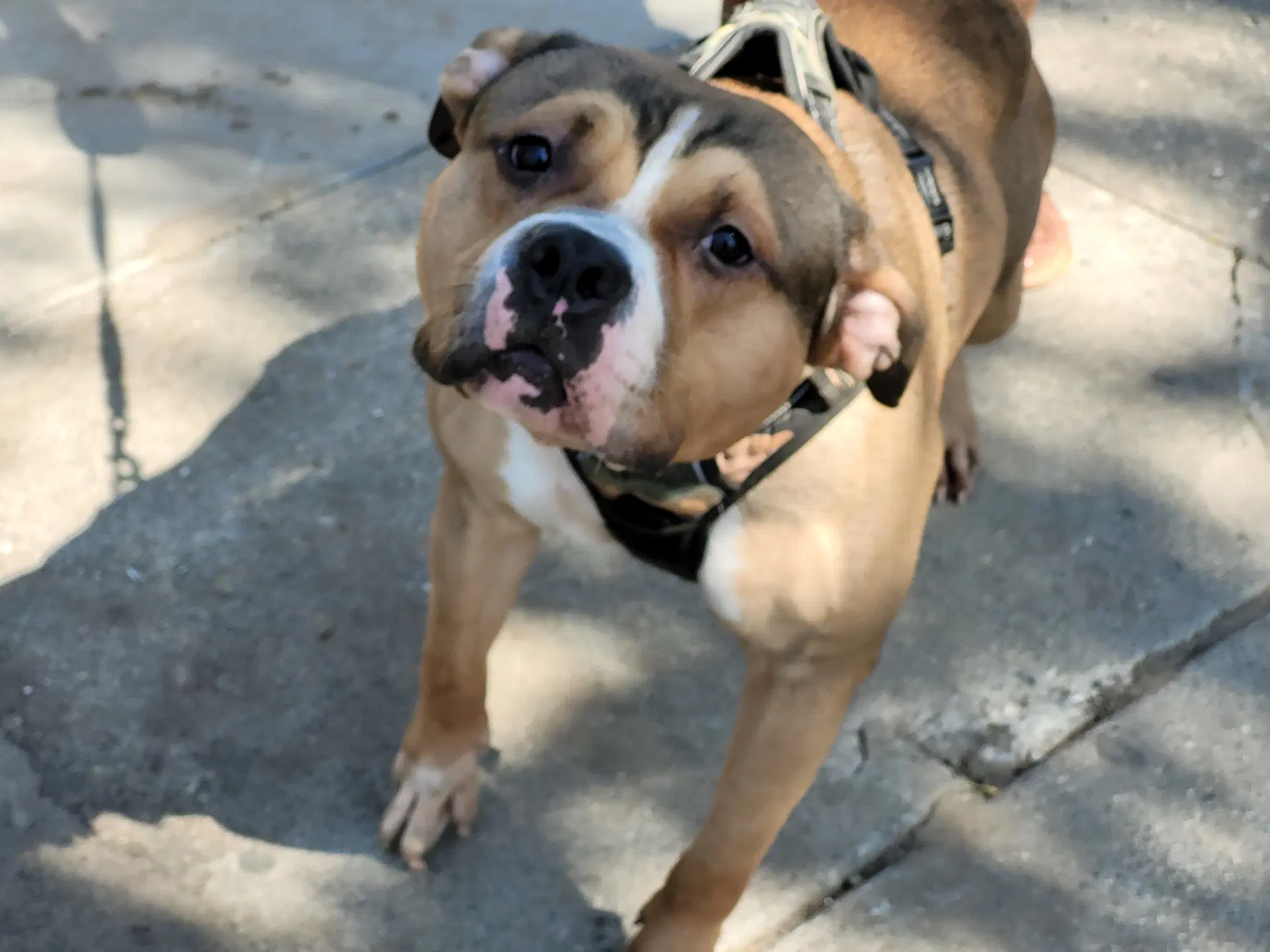 Max - Pit Bull Terrier