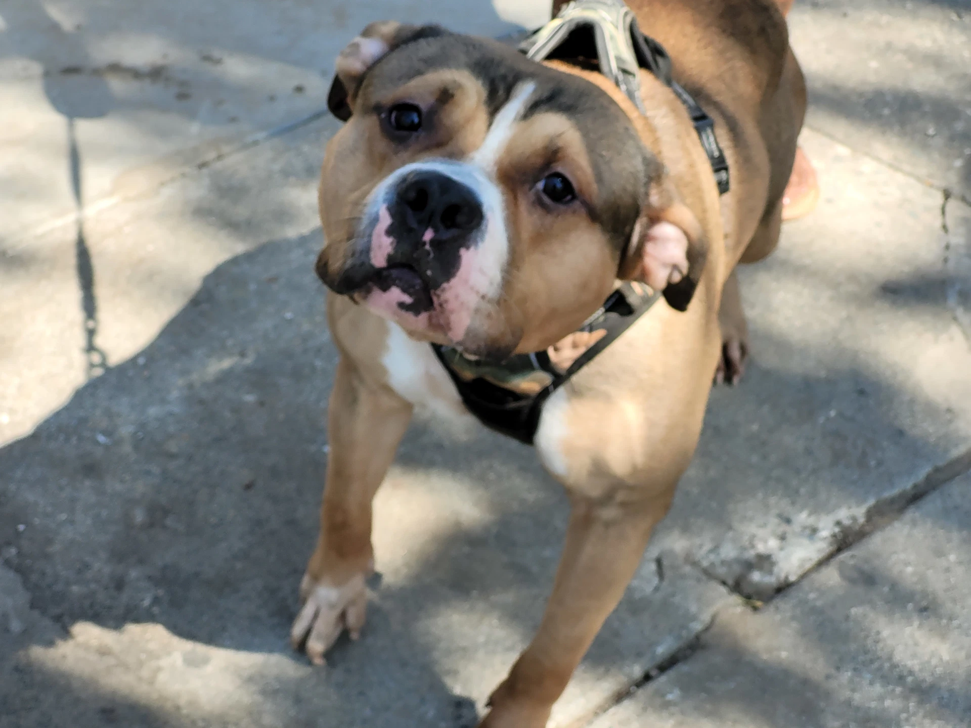 Max
