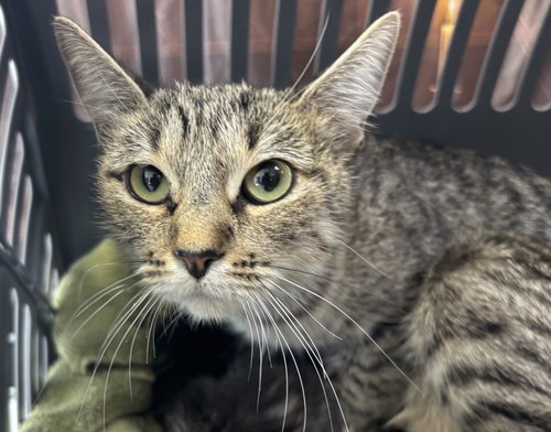 CHIQUI, a cat for adoption from Harbor Animal Care and Control Center