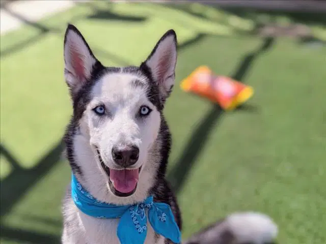 Apollo - Siberian Husky