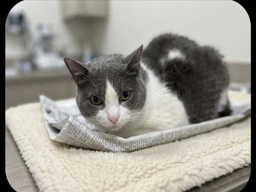 BRANDY, a cat for adoption from Harbor Animal Care and Control Center