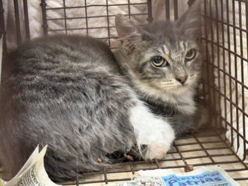 A2294197, a cat for adoption from Harbor Animal Care and Control Center