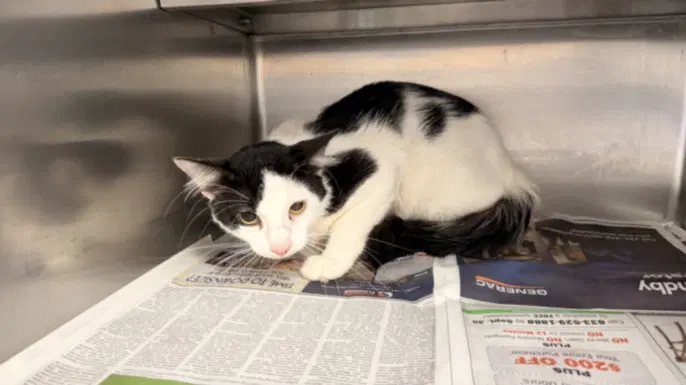 Unknown - Domestic Medium Hair
