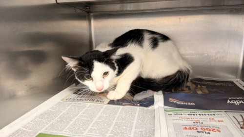A2294295, a cat for adoption from Harbor Animal Care and Control Center