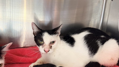 A2294297, a cat for adoption from Harbor Animal Care and Control Center
