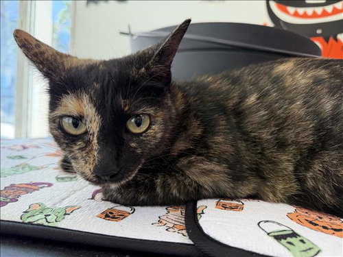 A2296658, a cat for adoption from Harbor Animal Care and Control Center
