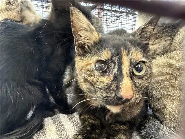 Misty - Domestic Short Hair