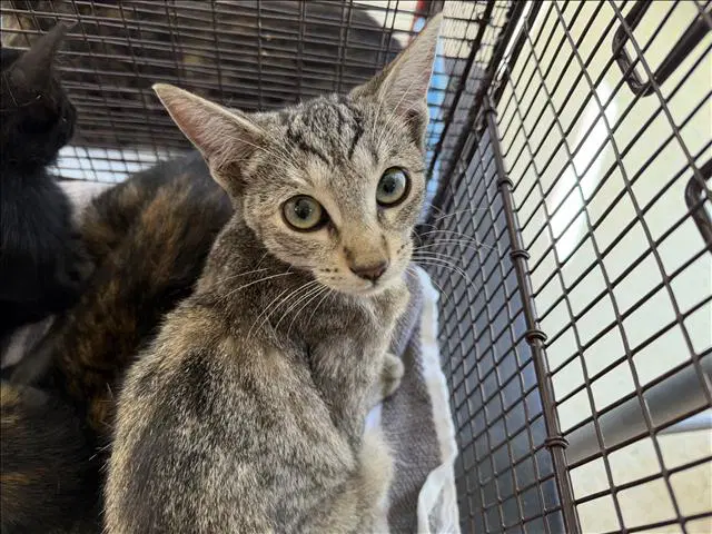 Unknown - Domestic Short Hair