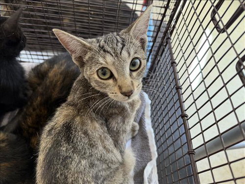 A2296668, a cat for adoption from Harbor Animal Care and Control Center