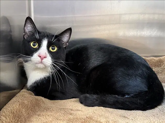 Bonito - Domestic Short Hair