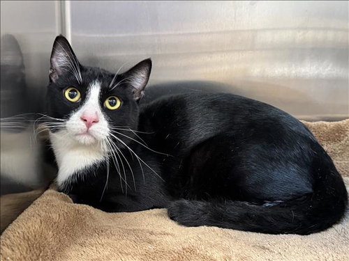 BONITO, a cat for adoption from Harbor Animal Care and Control Center