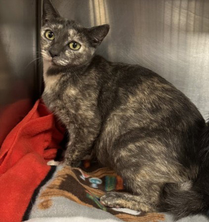 A2296326, a cat for adoption from Harbor Animal Care and Control Center