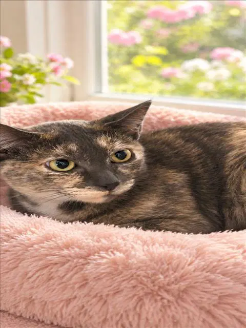 Unknown - Domestic Short Hair