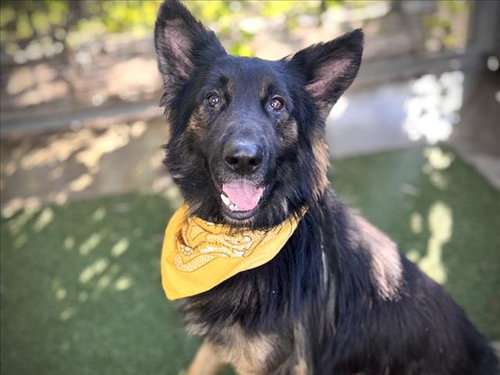 LUX, a dog for adoption from Harbor Animal Care and Control Center
