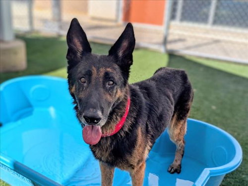 SILVERSPOON, a dog for adoption from Harbor Animal Care and Control Center