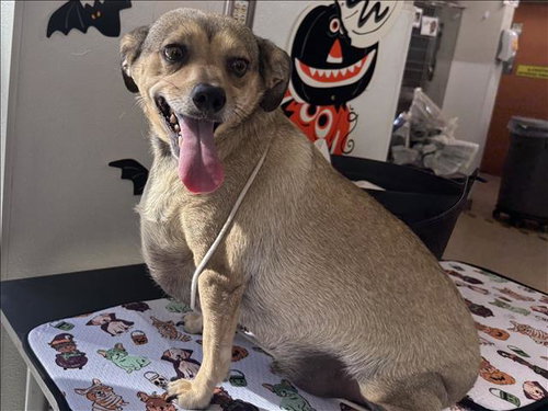TORO, a dog for adoption from Harbor Animal Care and Control Center