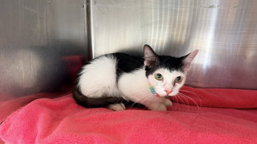 A2294296, a cat for adoption from Harbor Animal Care and Control Center