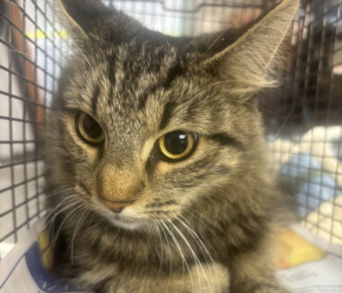 A2294778, Domestic Medium Hair
